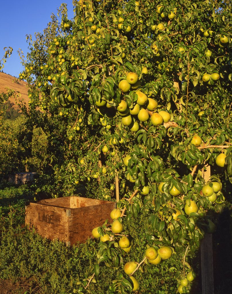 Detail of Anjou pears by Anonymous