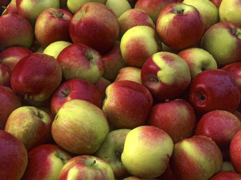 Detail of McIntosh apples by Anonymous
