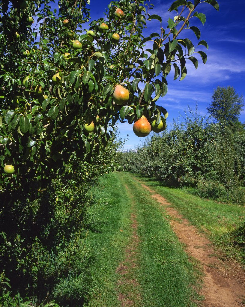 Detail of Bartlett pears by Anonymous