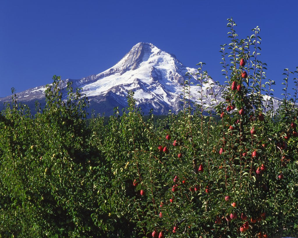 Detail of Red Bartlett pear orchard below Mt. Hood by Anonymous