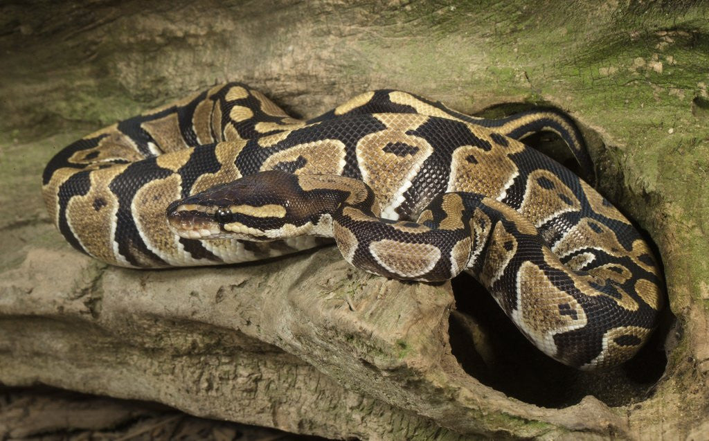 Detail of Ball Python by Corbis