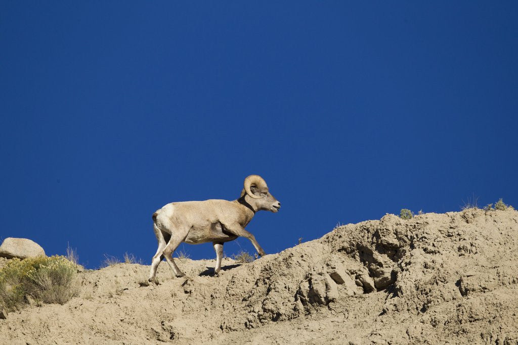 Detail of Bighorn Sheep by Anonymous