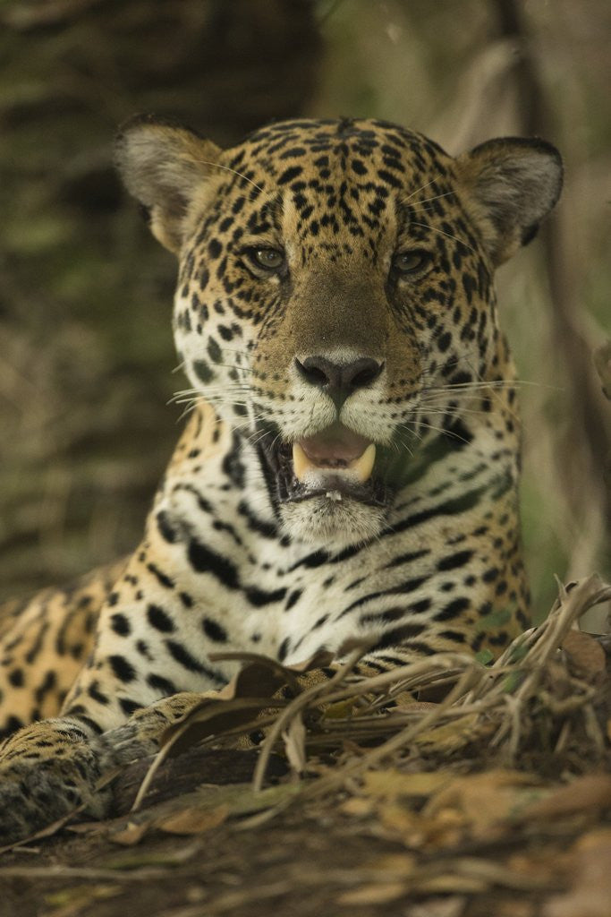 Detail of Jaguar by Anonymous