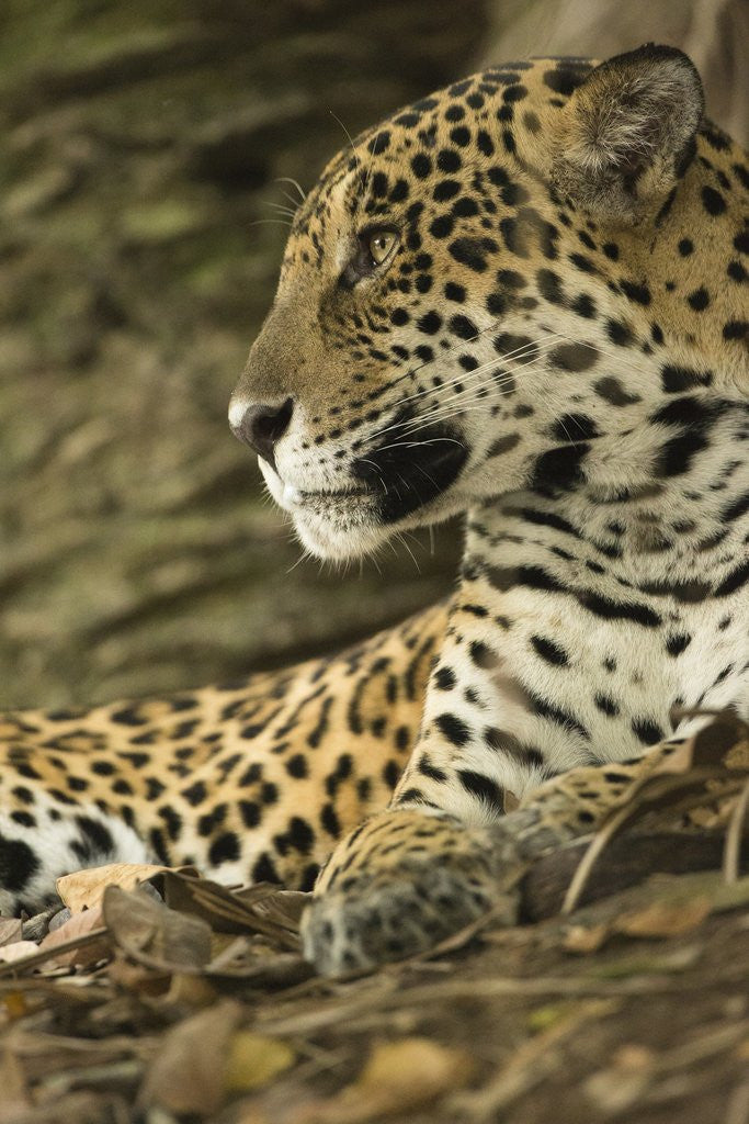 Detail of Jaguar Profile by Anonymous