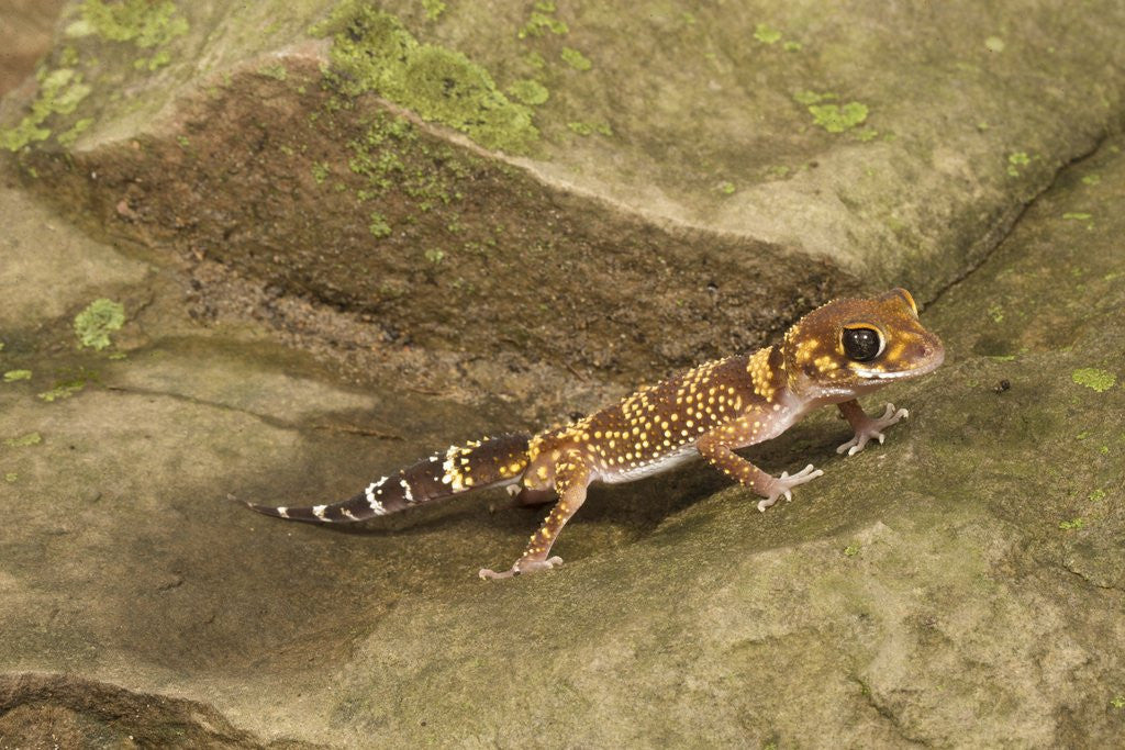 Detail of Thick-Tailed Gecko by Anonymous