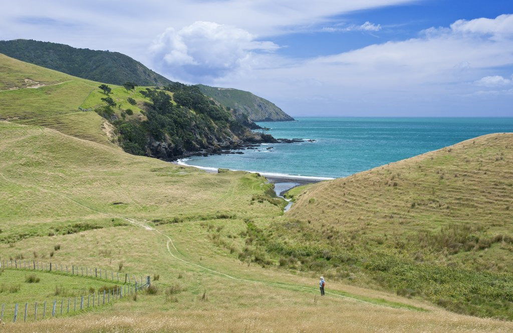 Detail of Hiking the Coromandel Coastal Walkway by Anonymous
