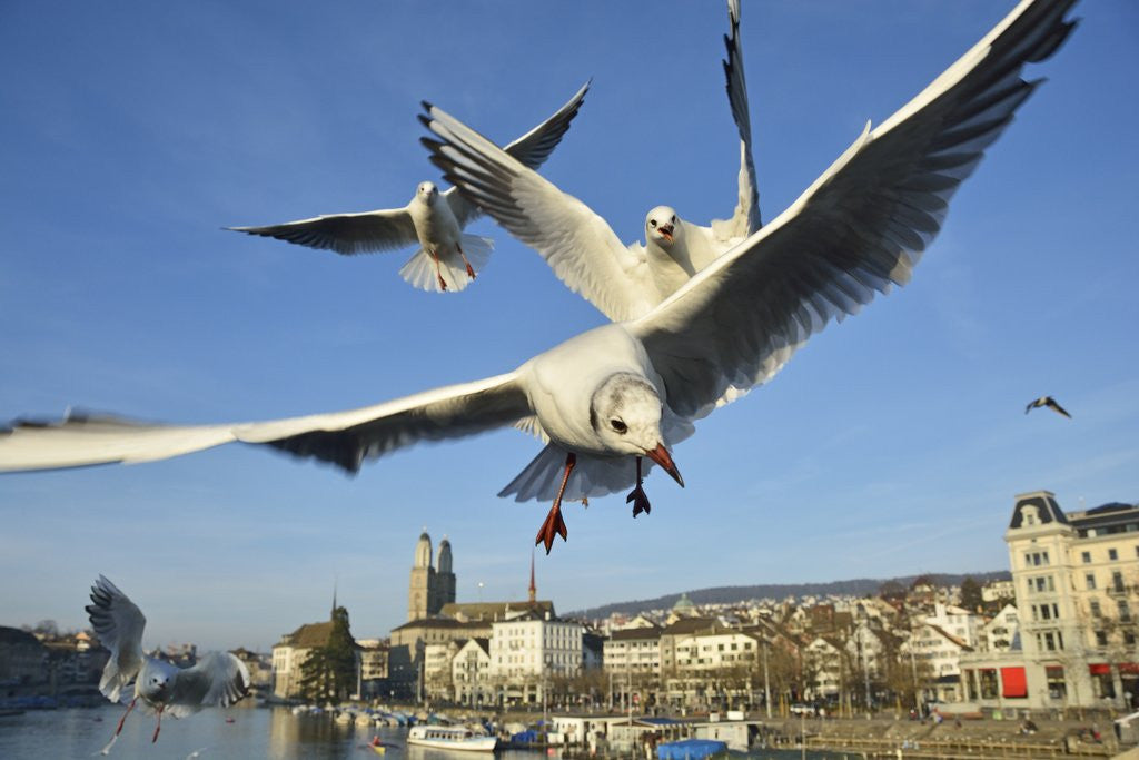 Detail of Seagulls over the city of Zurich, Switzerland by Anonymous