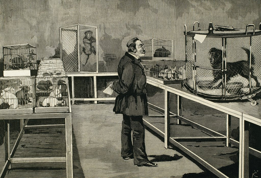 Detail of PASTEUR, Louis (1822-1895). Pasteur observes the effects of inoculation of rabies virus. by Anonymous