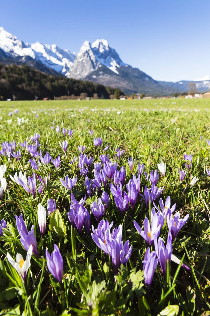 Detail of Spring Crocus by Anonymous