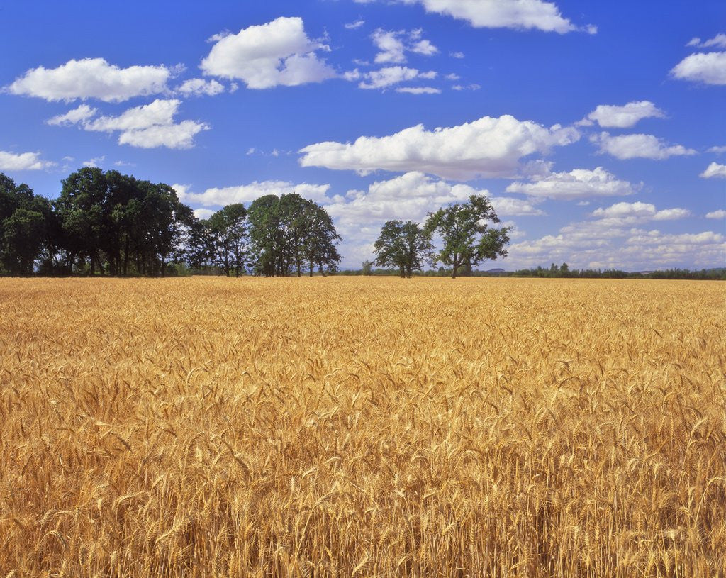 Detail of Wheat field and oak trees by Anonymous