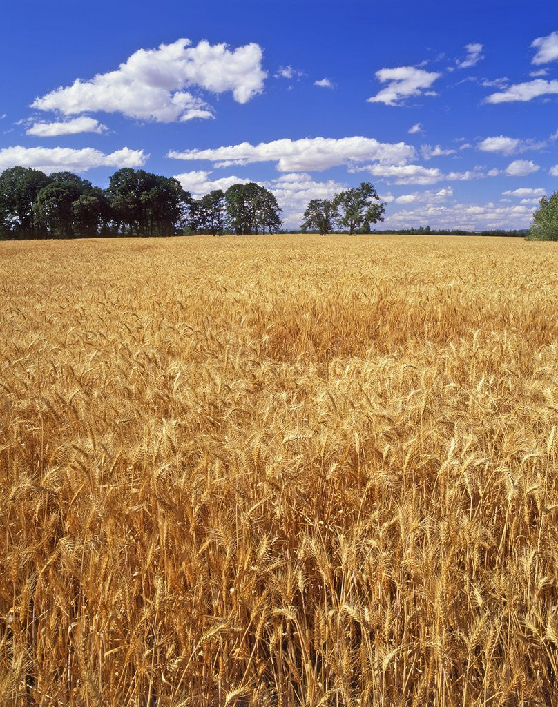 Detail of Wheat field and oak trees by Anonymous