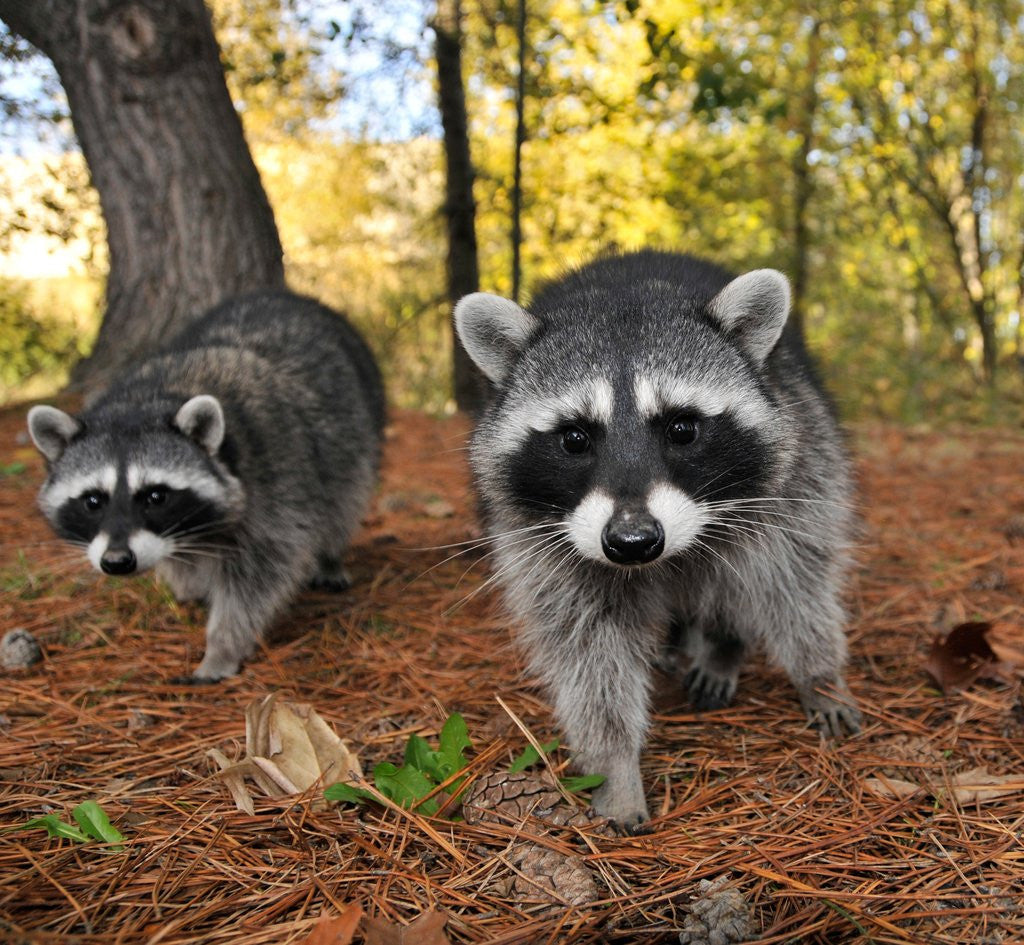 Detail of Curious raccoons by Anonymous