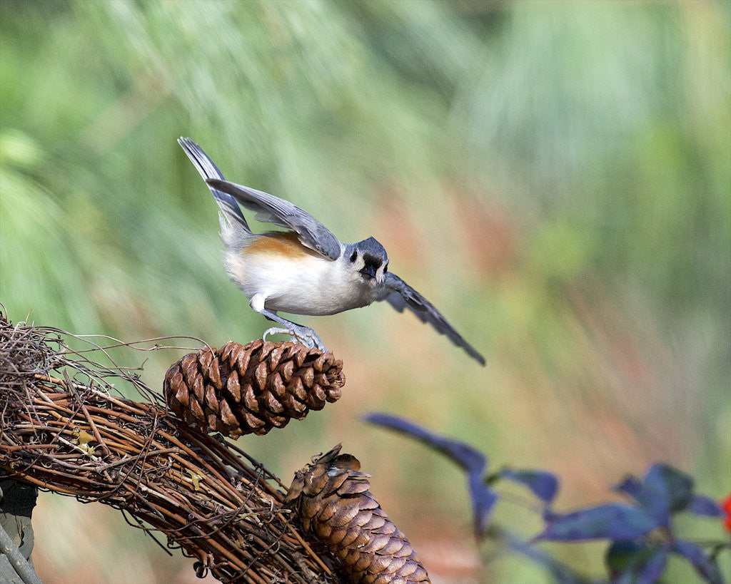 Detail of Tufted-Titmouse by Anonymous