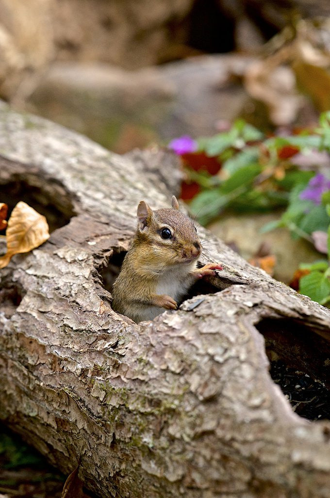Detail of Eastern Chipmunk by Anonymous