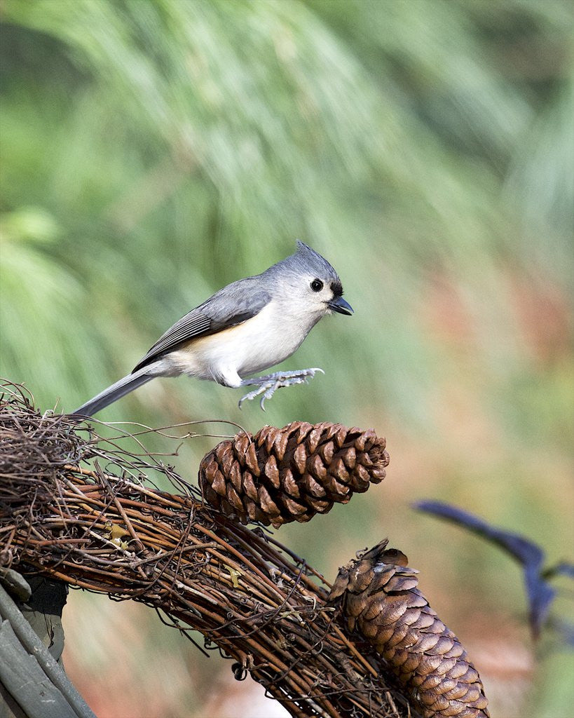 Detail of Tufted-Titmouse by Anonymous