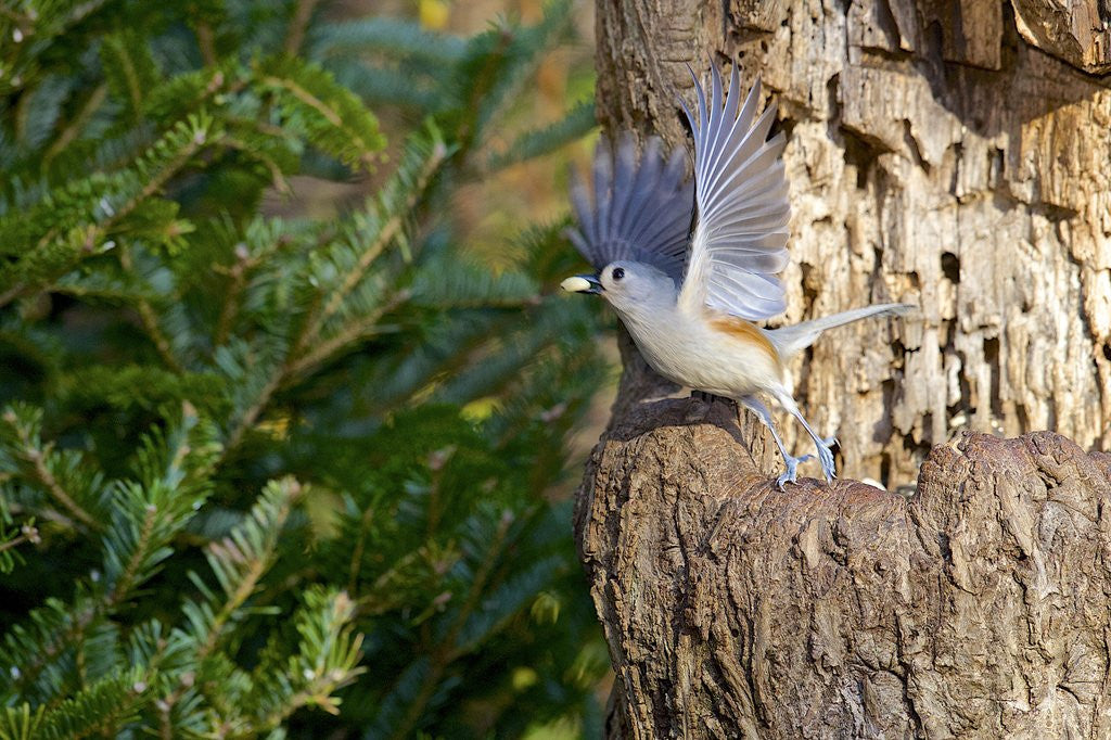 Detail of Tufted-Titmouse by Anonymous