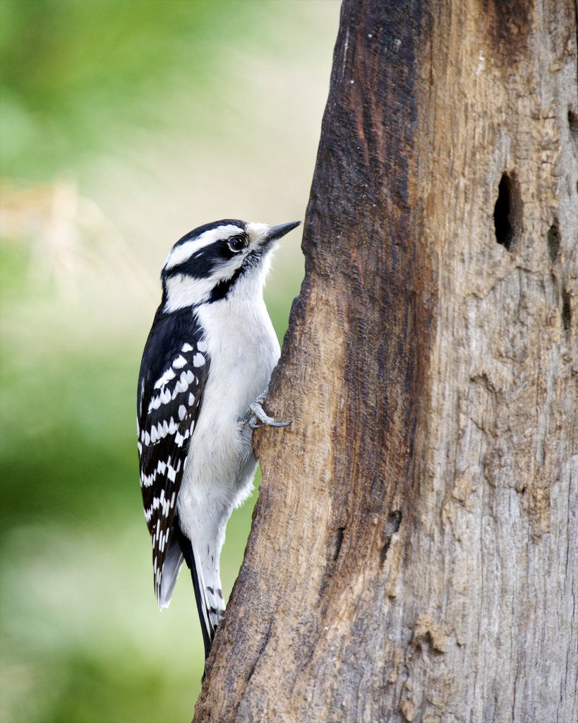 Detail of Downy Woodpecker by Anonymous