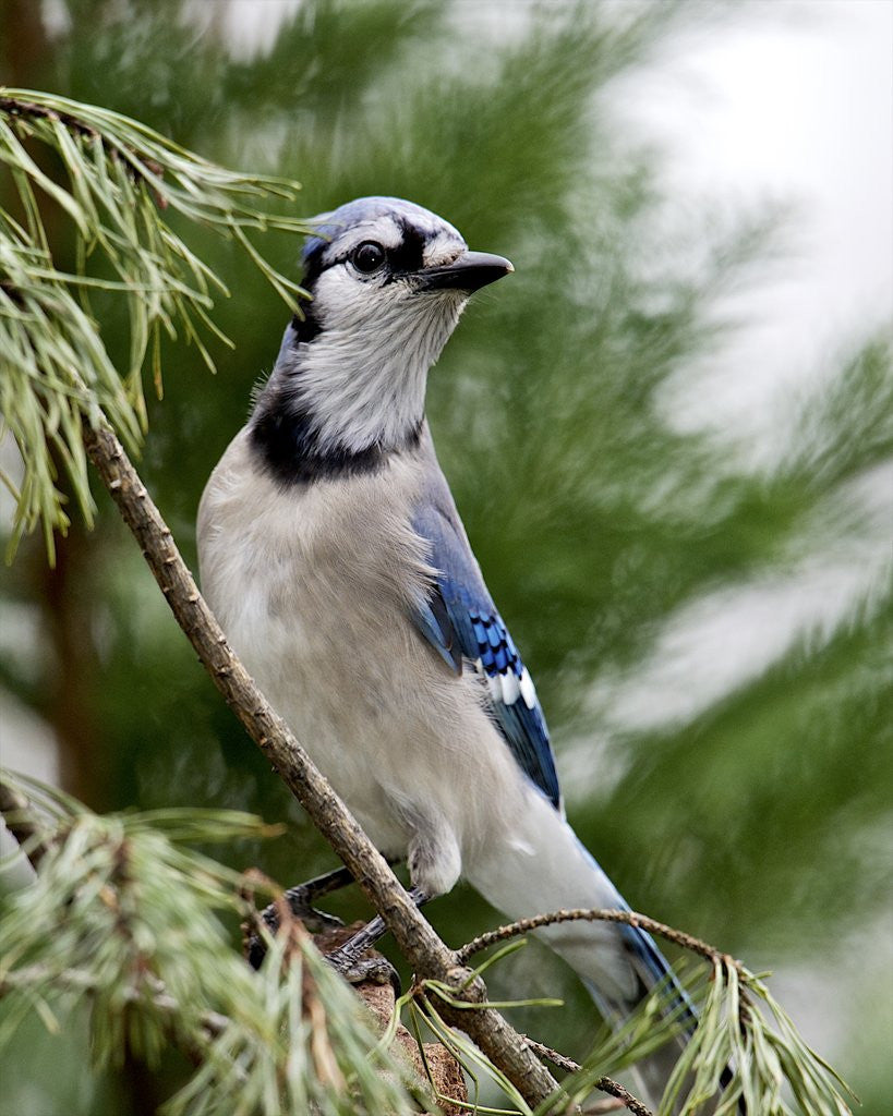 Detail of Blue Jay by Corbis