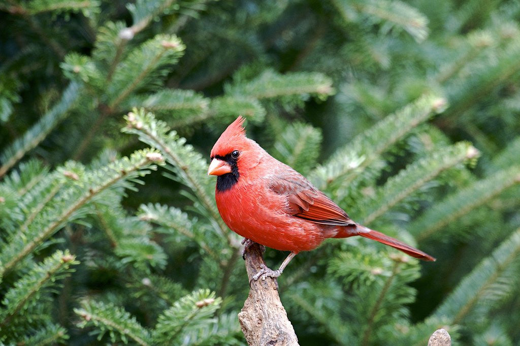 Detail of Northern Cardinal by Anonymous