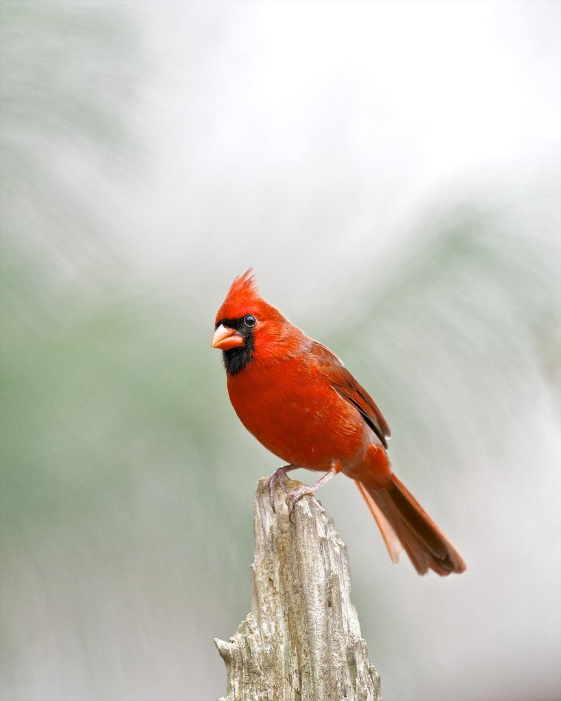 Detail of Northern Cardinal by Anonymous