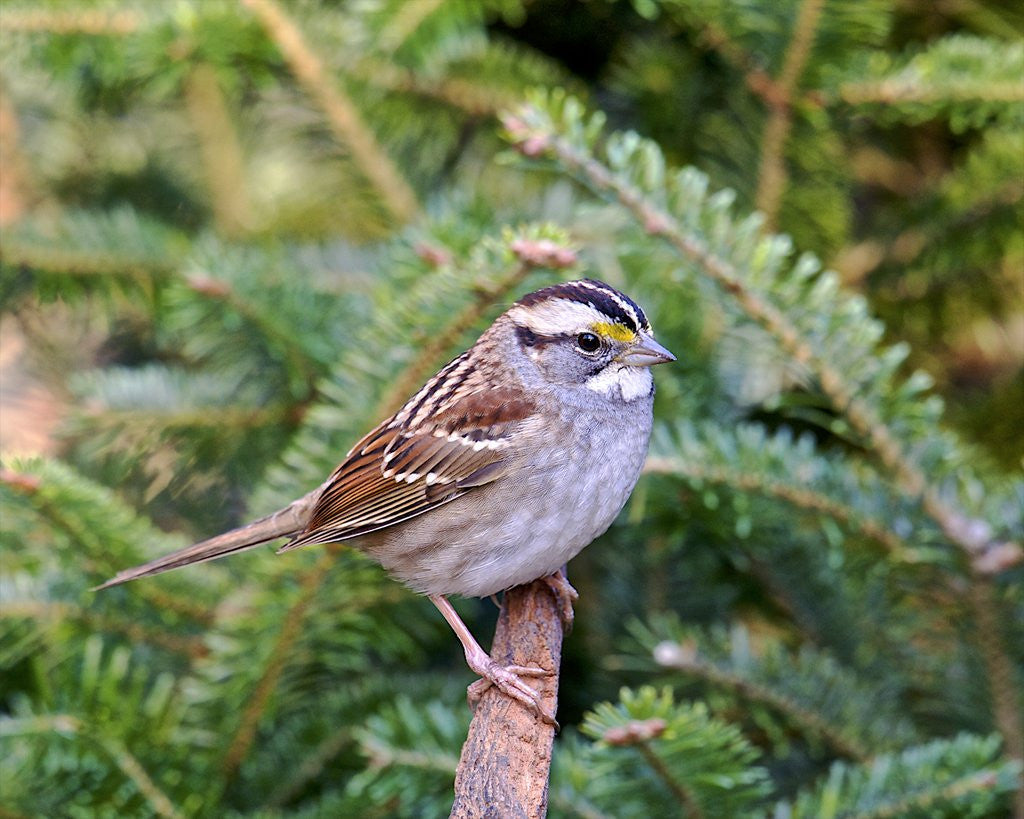 Detail of White-throated Sparrow by Anonymous