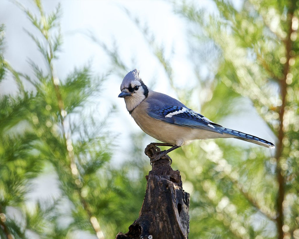 Detail of Blue Jay by Anonymous