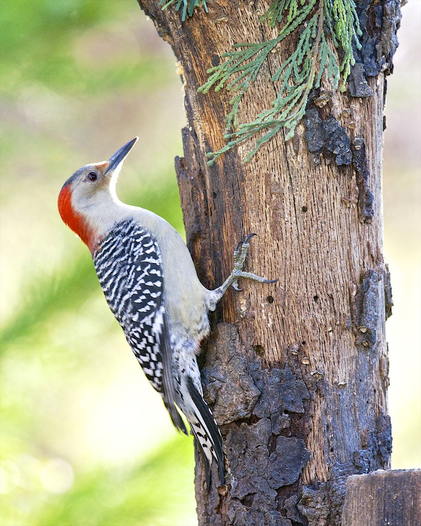 Detail of Red-beilled Woodpecker by Anonymous