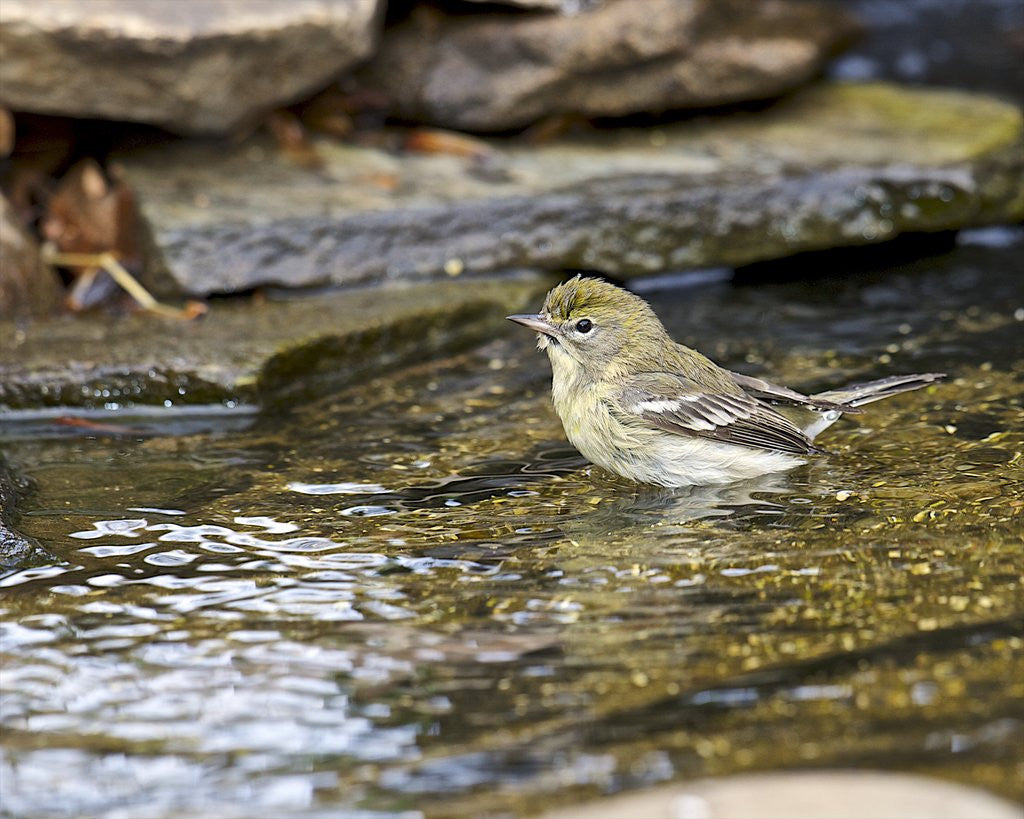 Detail of Pine Warbler (1st year) by Anonymous