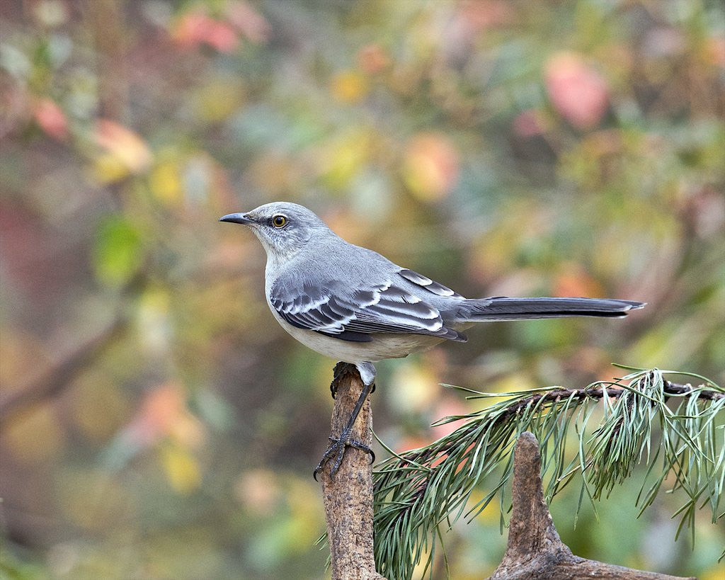Detail of Northern Mockingbird by Anonymous