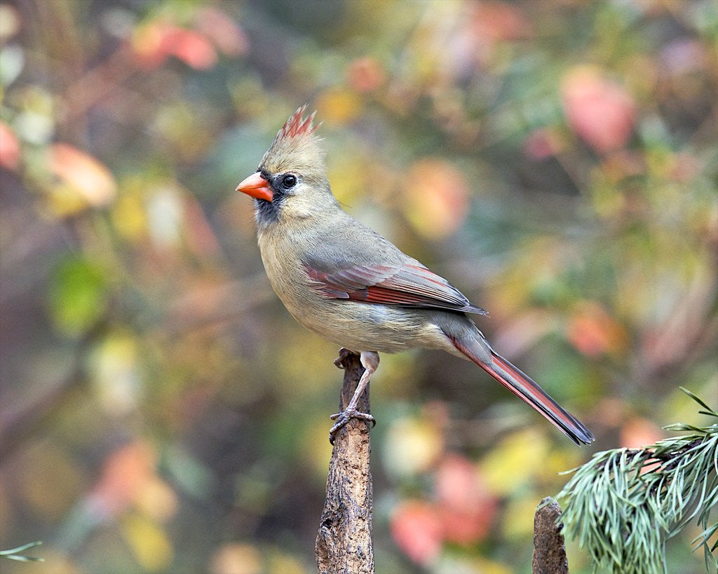 Detail of Northern Cardinal by Anonymous