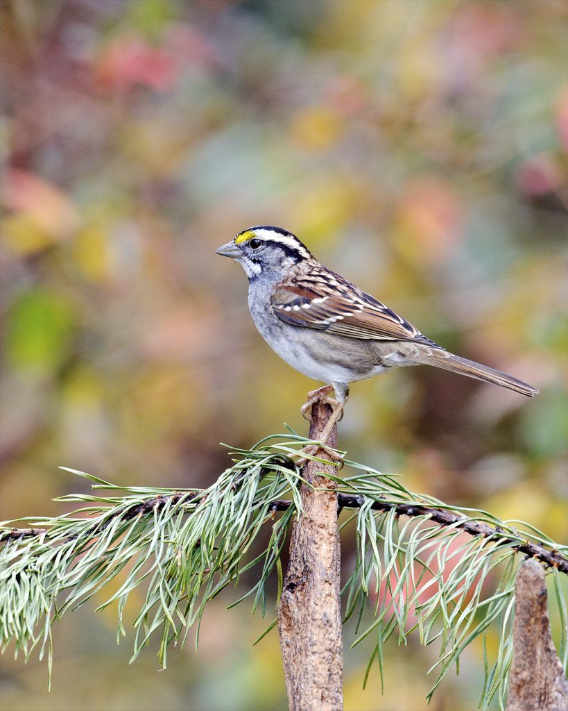 Detail of White-throated Sparrow by Anonymous