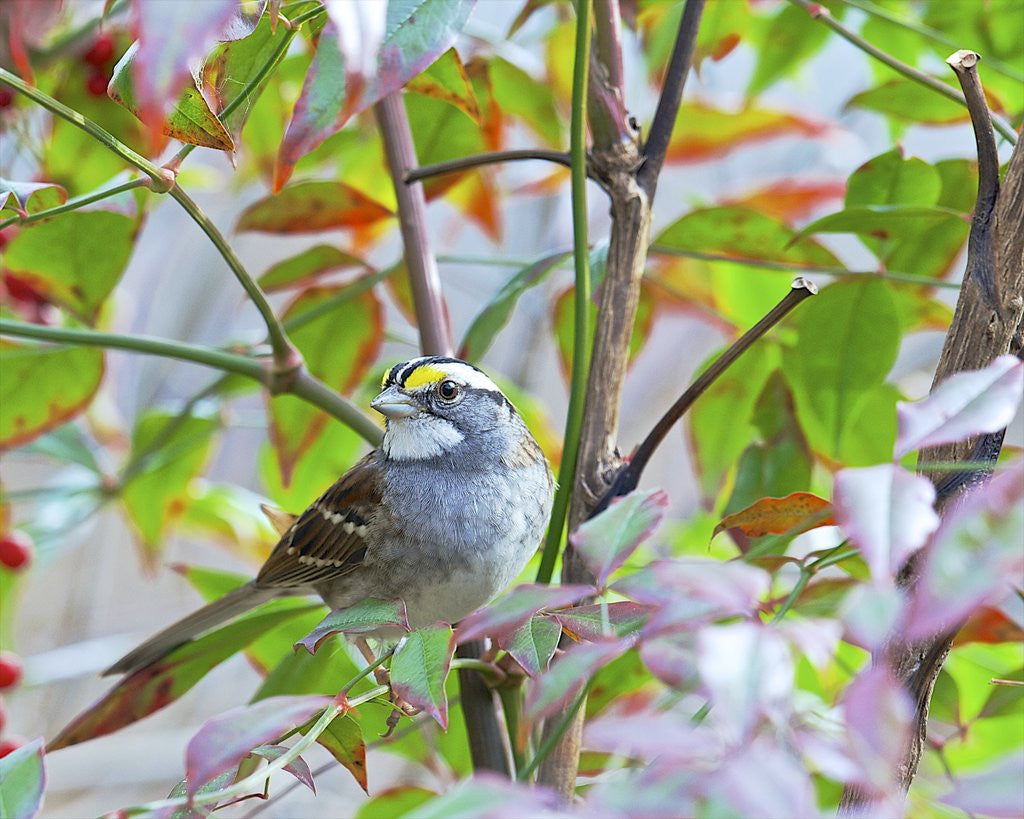 Detail of White-throated Sparrow by Anonymous