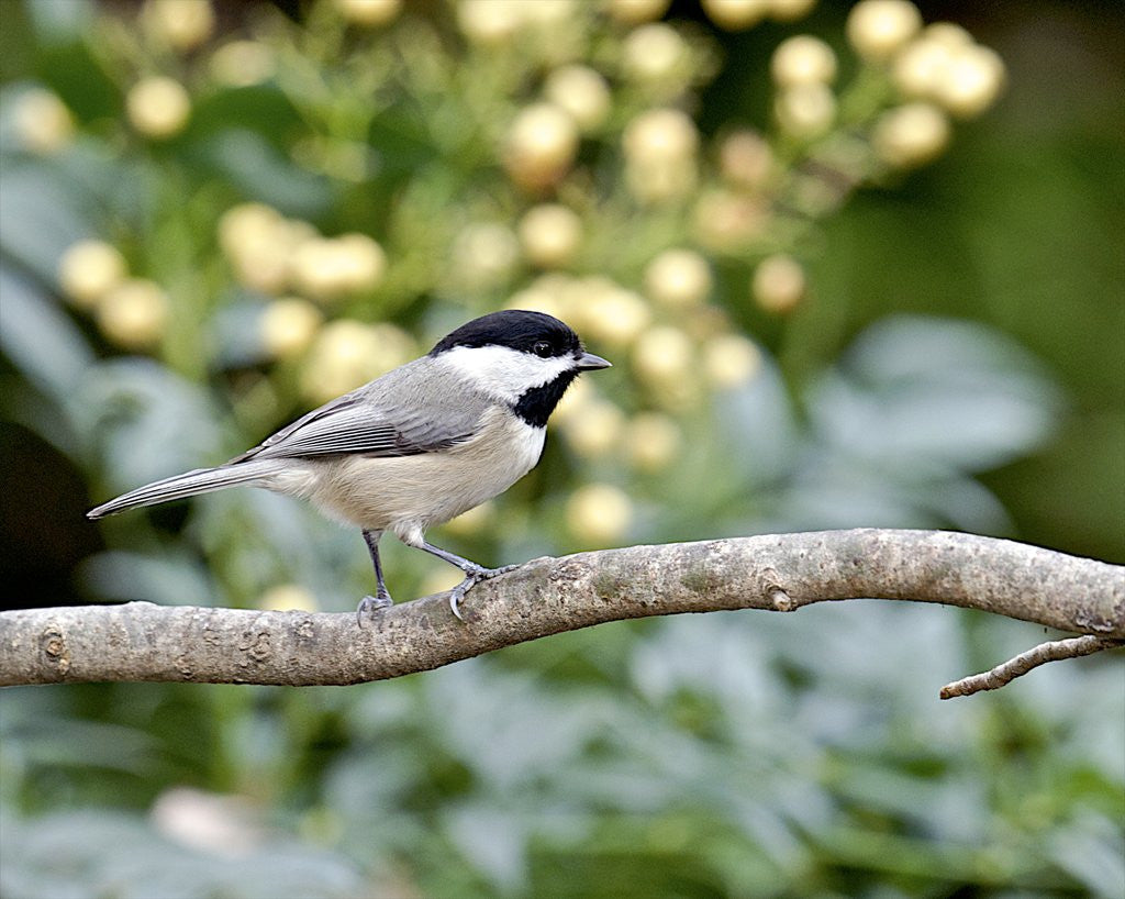 Detail of Carolina Chickadee by Anonymous
