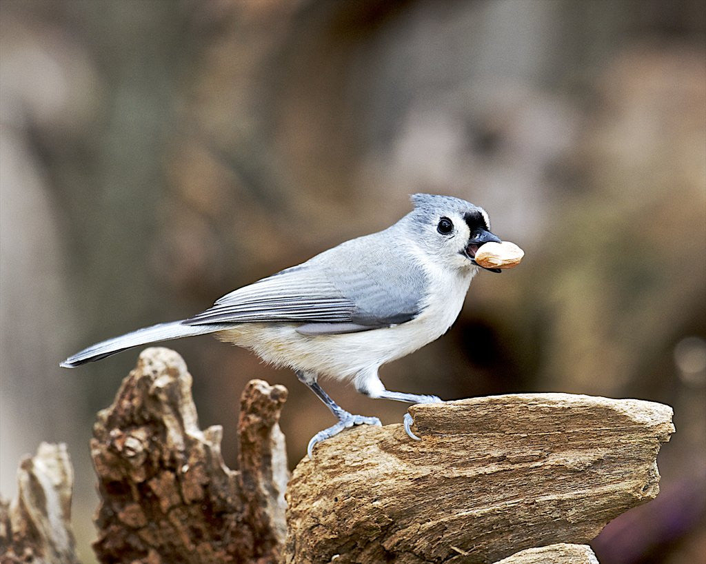 Detail of Tufted-Titmouse by Anonymous