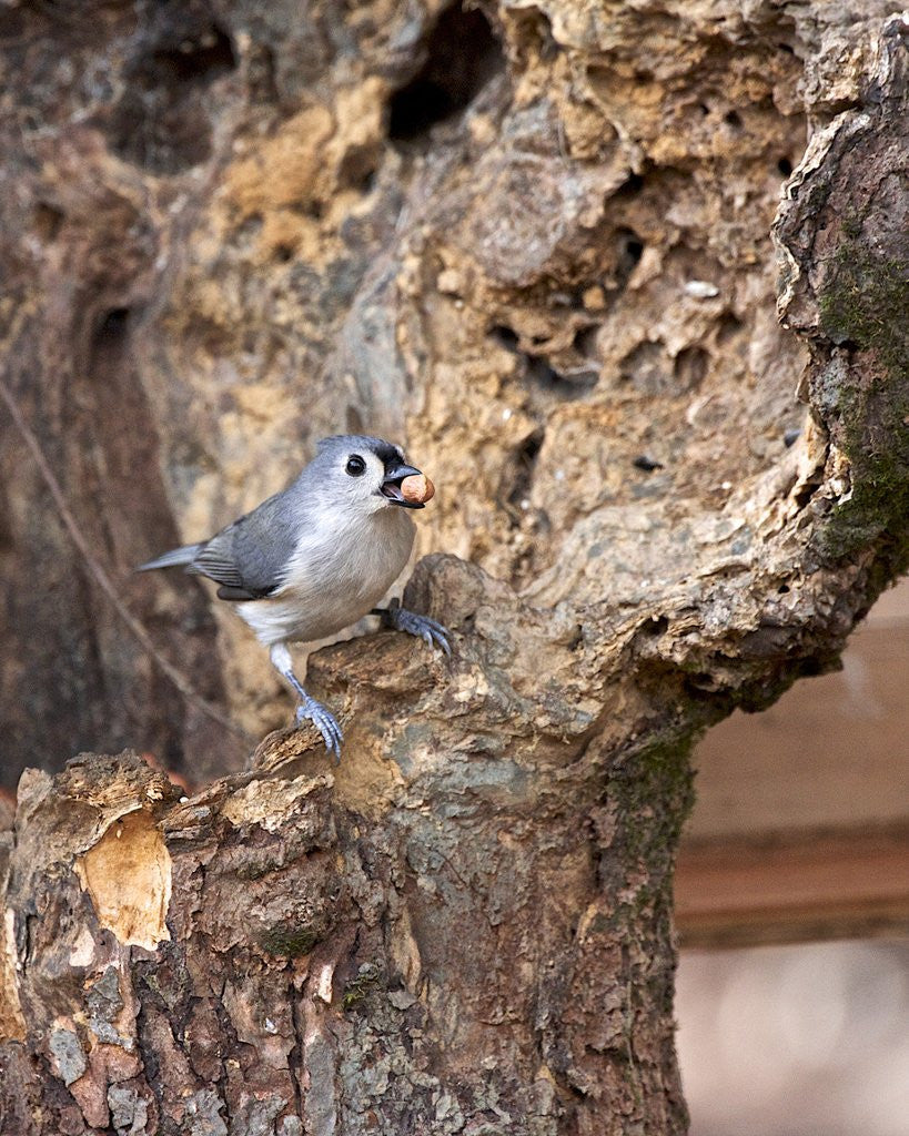 Detail of Tufted-Titmouse by Anonymous