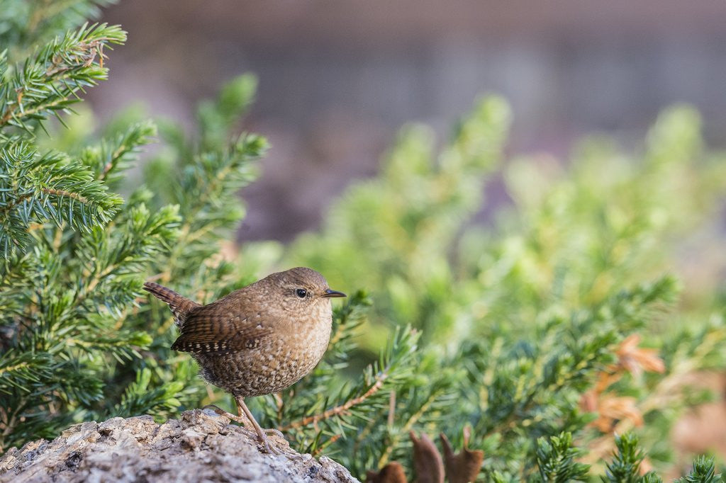 Detail of House Wren by Anonymous