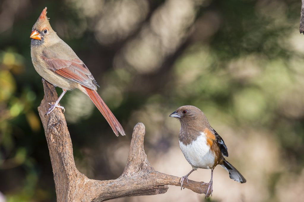 Detail of Northern Cardinal & Rufous Towhee (female) by Anonymous