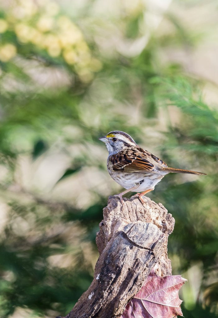 Detail of White-throated Sparrow by Anonymous