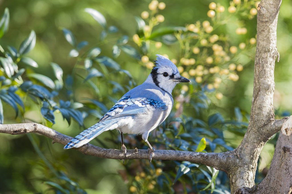 Detail of Blue Jay by Anonymous