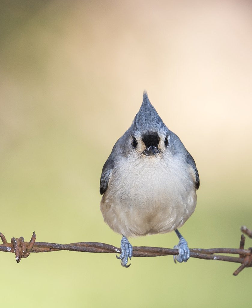 Detail of Tufted Titmouse by Anonymous