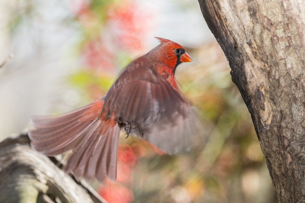 Detail of Northern Cardinal by Anonymous