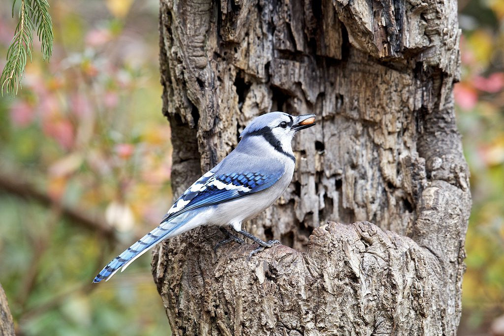 Detail of Blue Jay by Anonymous