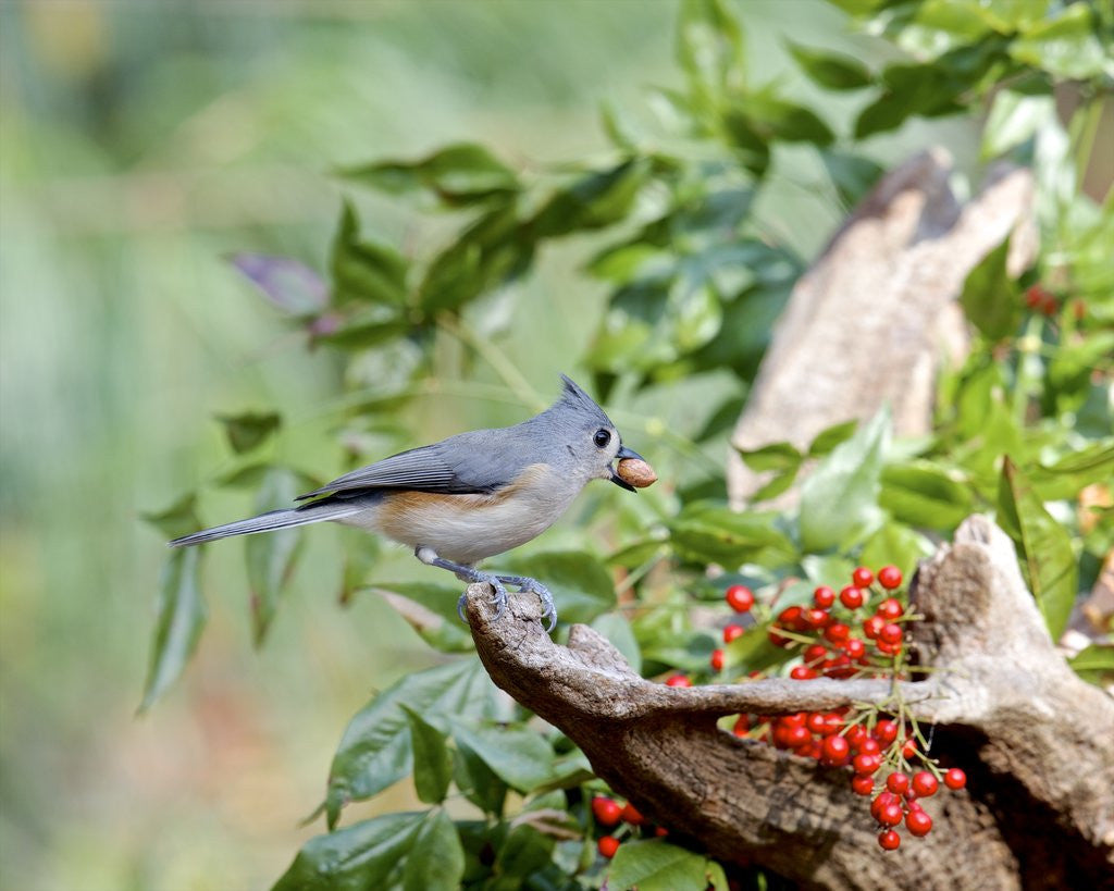 Detail of Tufted Titmouse by Anonymous