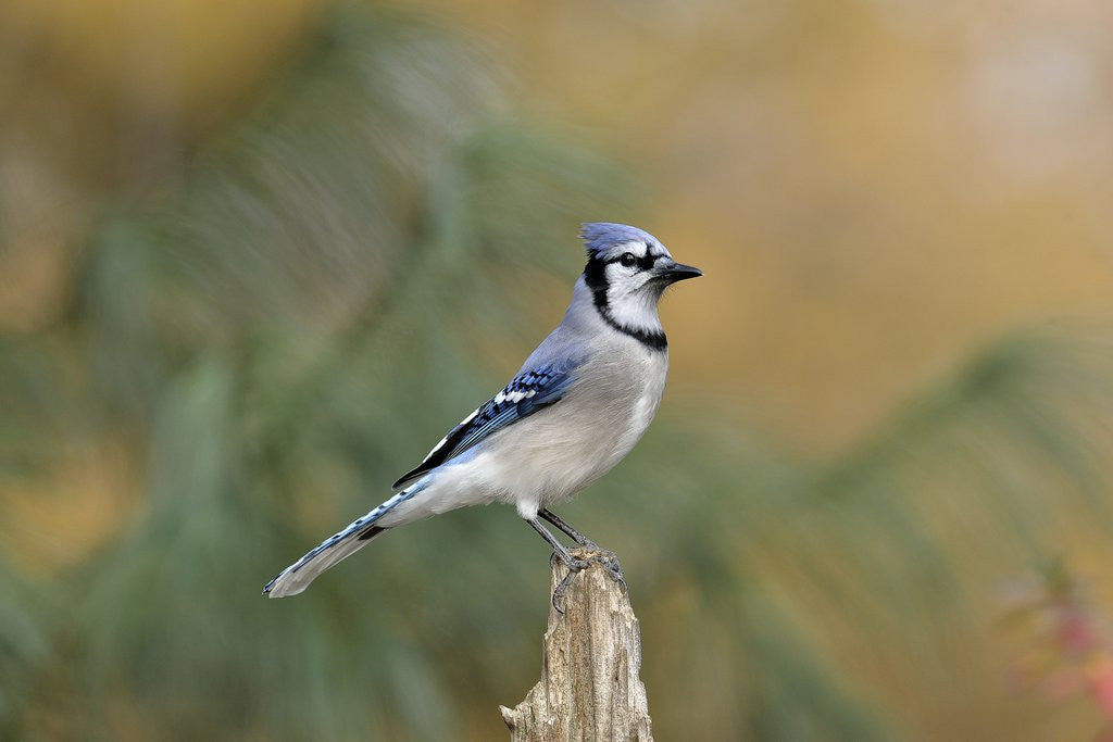 Detail of Blue Jay by Anonymous