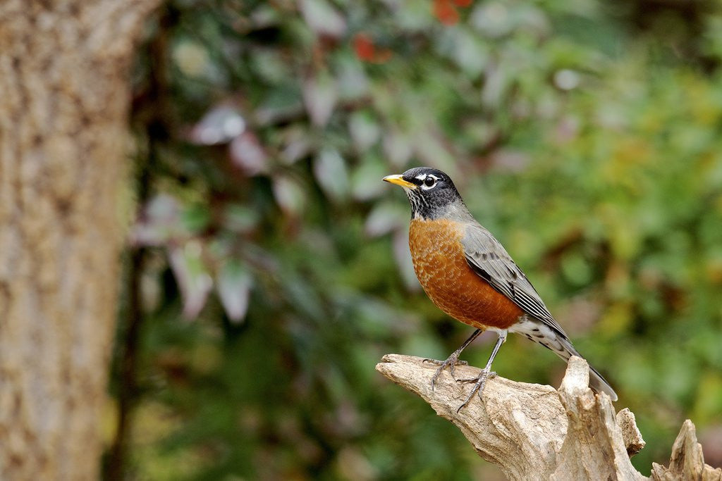 Detail of American Robin by Anonymous