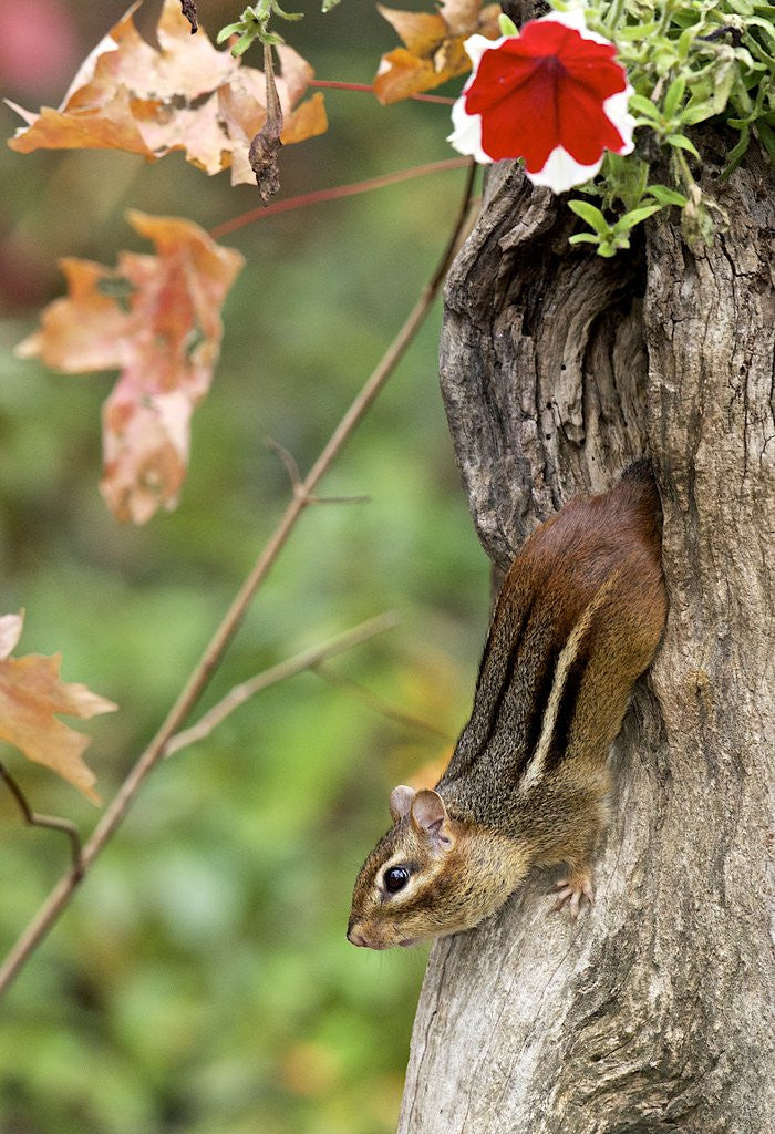 Detail of Eastern Chipmunk by Anonymous