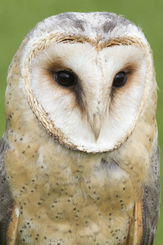 Detail of Barn Owl close-up by Anonymous