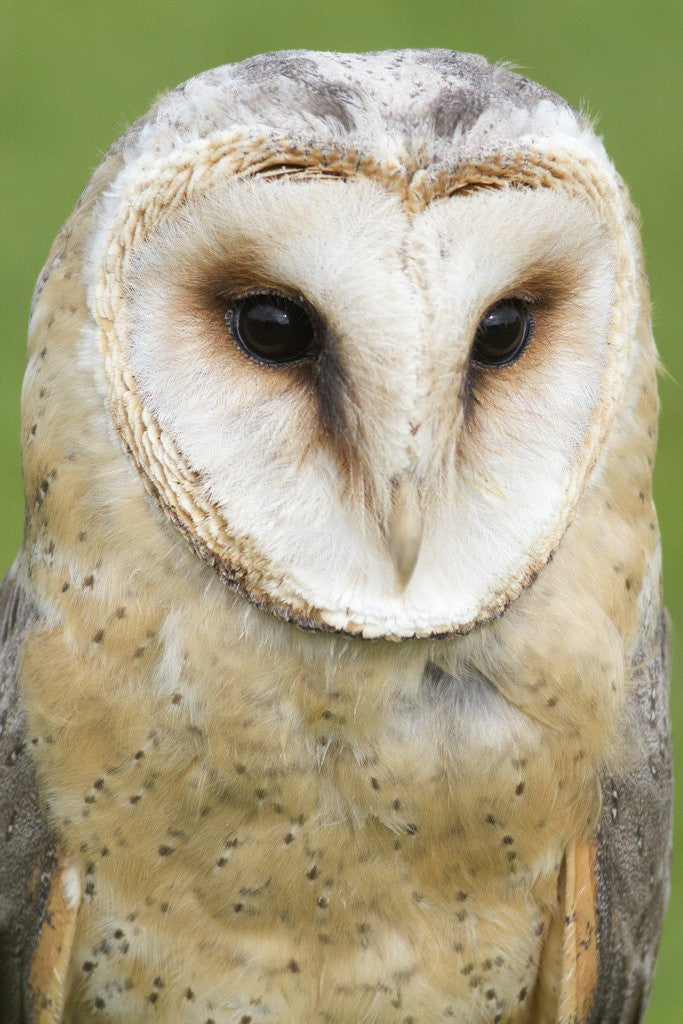 Detail of Barn Owl close-up by Corbis