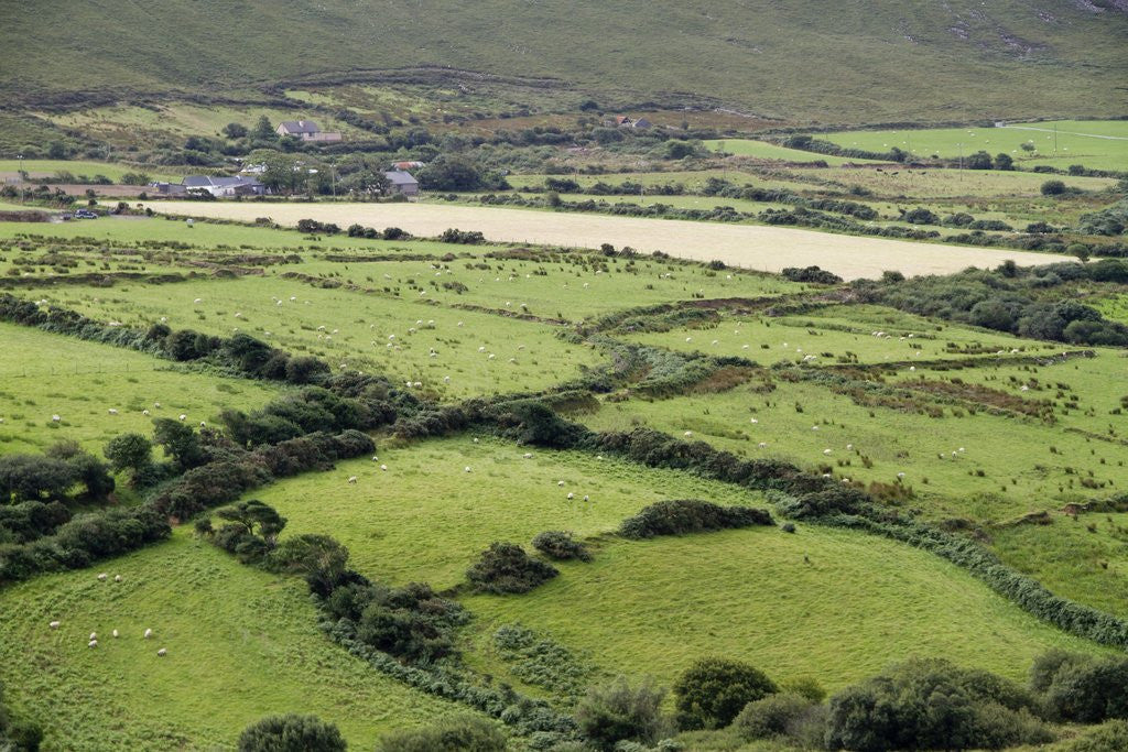 Detail of Sheep graze on the Dingle Peninsula by Anonymous