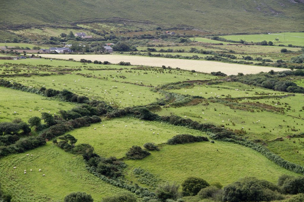 Detail of Sheep graze on the Dingle Peninsula by Corbis